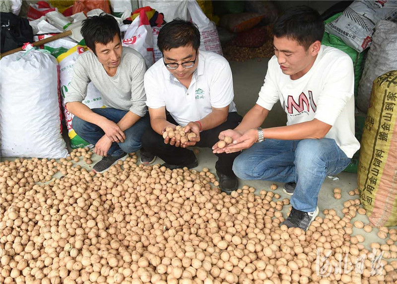 臨城:薄皮小核桃 脫貧大文章